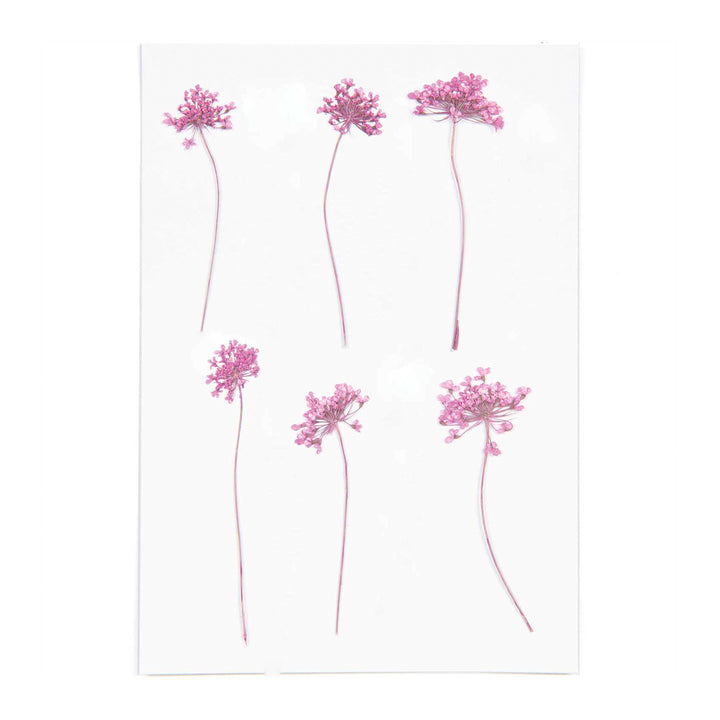 Gepresste Blüten Ammi pink 8 Stück