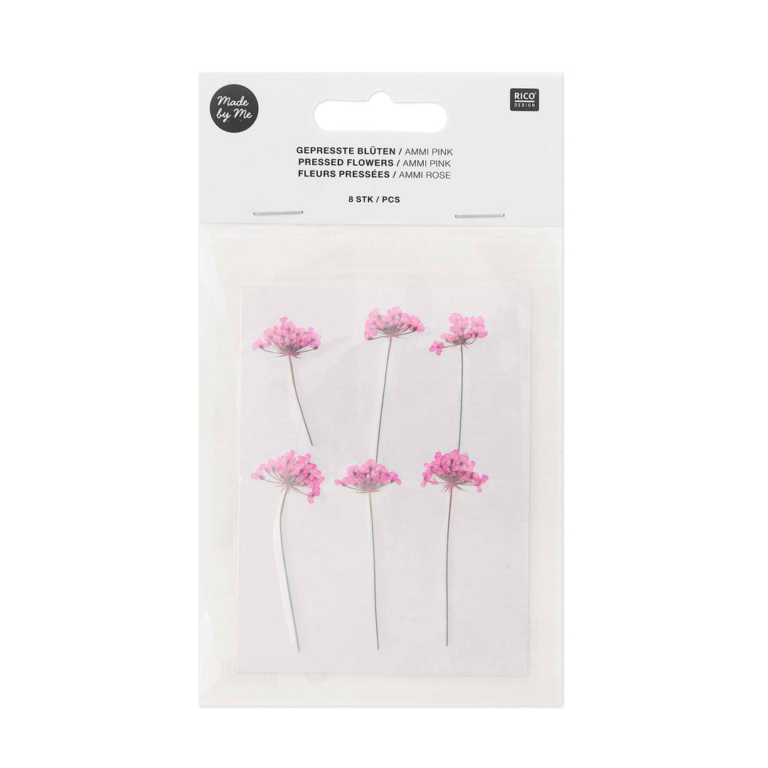 Gepresste Blüten Ammi pink 8 Stück