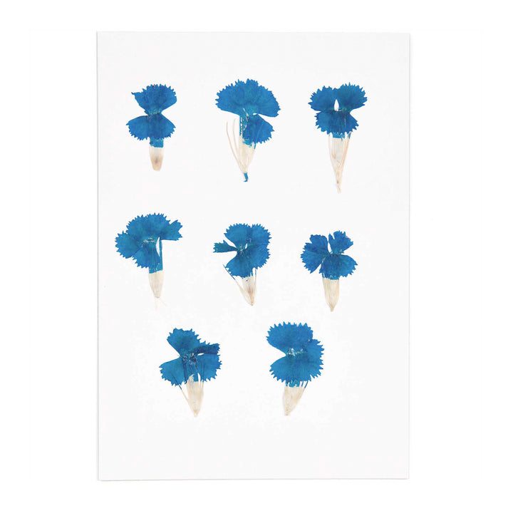 Gepresste Blüten Chinesische Nelke blau 6 Stück