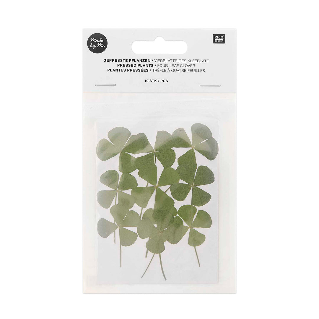 Gepresste Pflanzen Vierblättriges Kleeblatt 10 Stück
